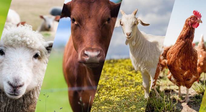 Livestock Supply